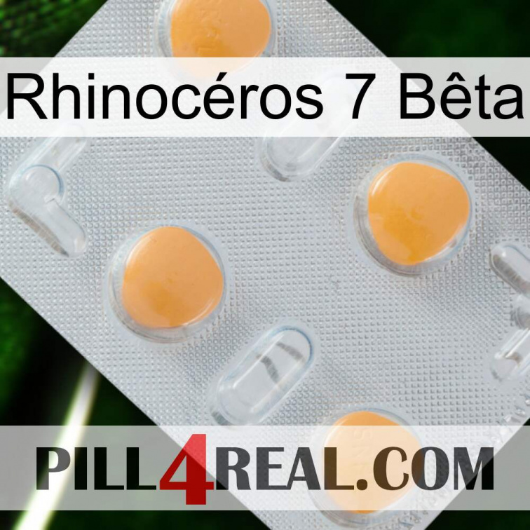Rhinocéros 7 Bêta 24